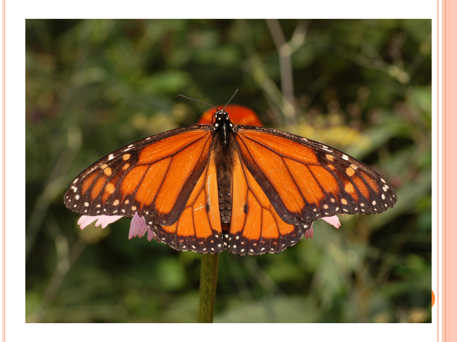 四年级下册科学--听证会.ppt_第2页