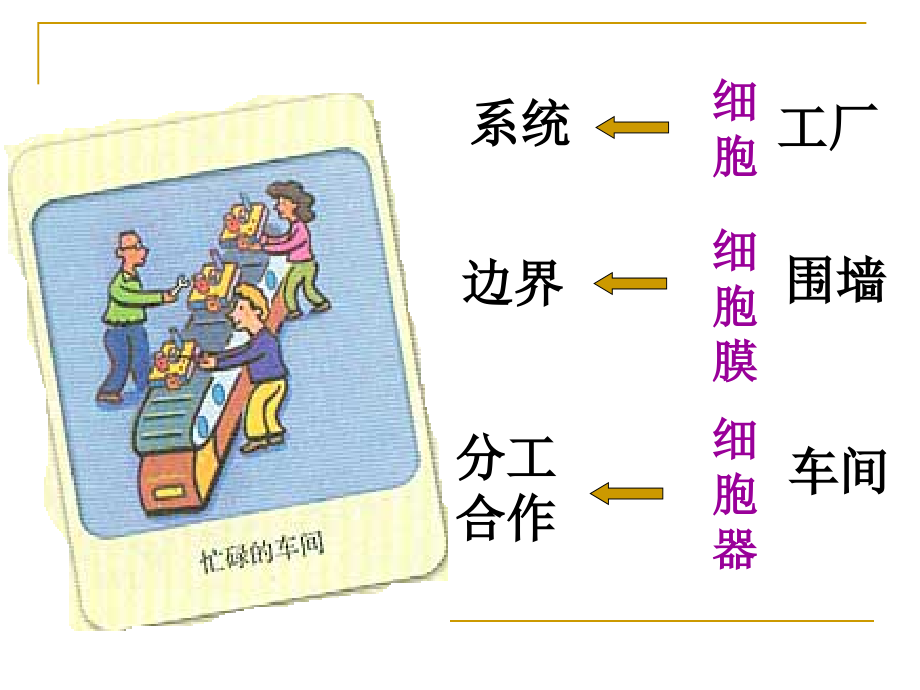 第三章-第二节-《细胞器──系统内的分工合作》.ppt_第2页