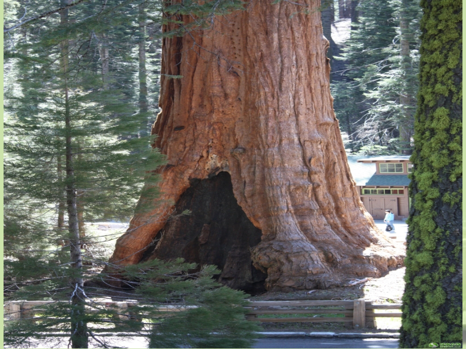 内蒙古鄂尔多斯康巴什新区第一中学九年级语文下册《那树》课件-新人教版.ppt_第1页