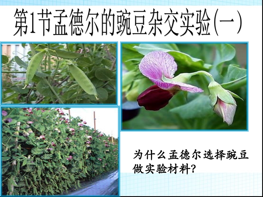 科学家的故事-染色体遗传理论的奠基人.ppt_第2页
