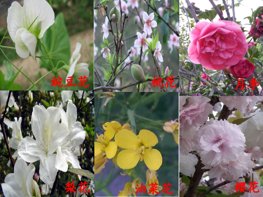 第节植物的生殖.ppt_第2页