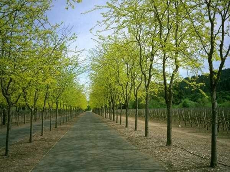 大自然的语言(上课).ppt_第1页