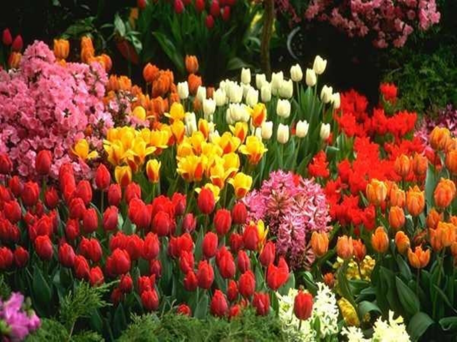 大自然的语言(上课).ppt_第2页