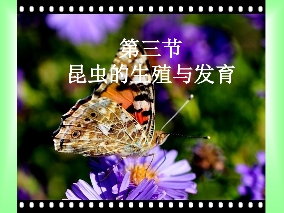 第三节昆虫的生殖与发育-(2).ppt_第1页