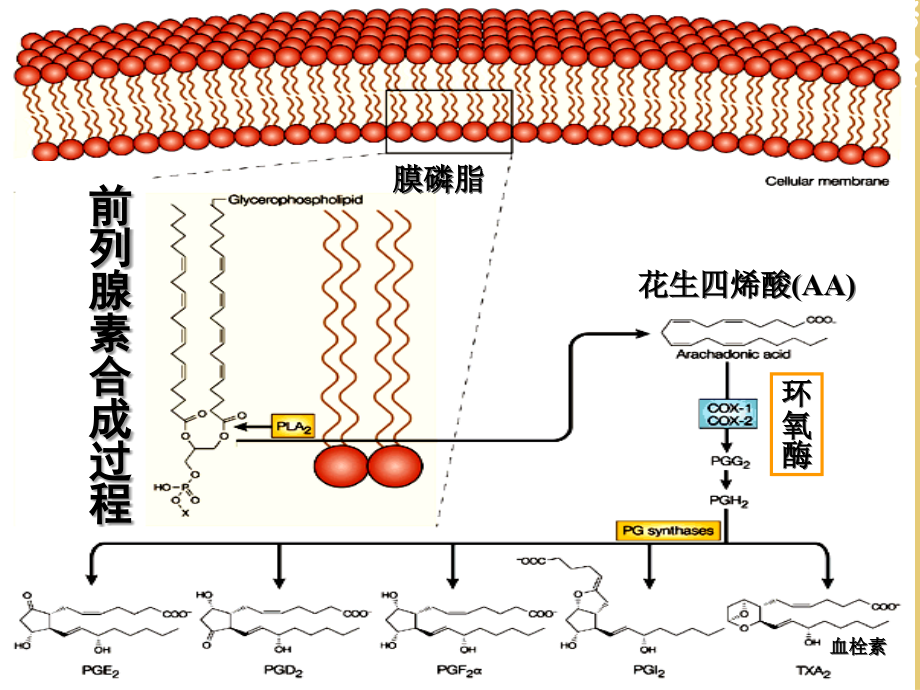 第十六章解热镇痛抗炎药.ppt_第2页
