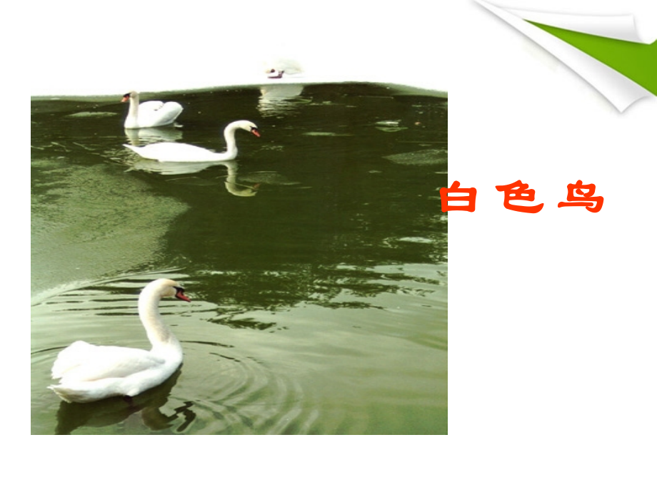 七年级语文上册《白色鸟》课件1-长春版.ppt_第1页