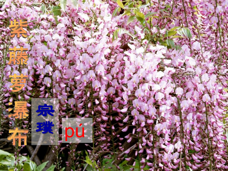 (部编)初中语文人教七年级下册17《紫藤萝瀑布》.ppt_第1页