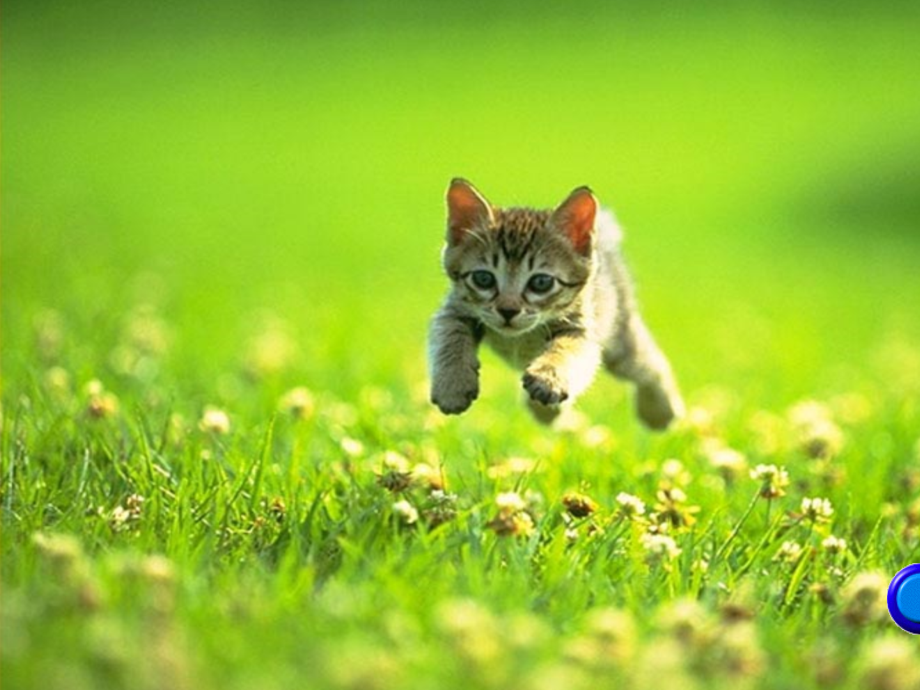 人教版四年级上册15.猫(2).ppt_第2页