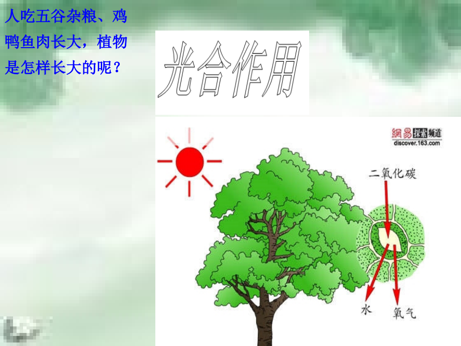 光合作用(二).ppt_第1页