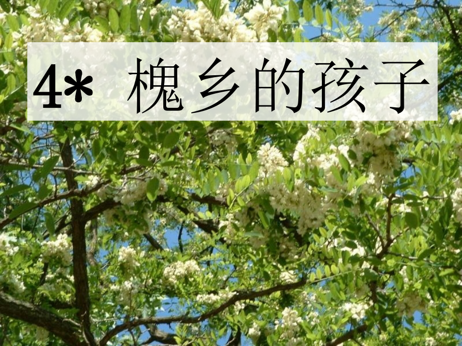 槐乡的孩子(修改).ppt_第1页