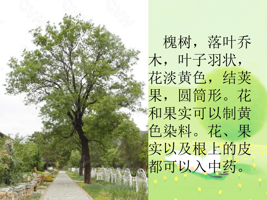 槐乡的孩子(修改).ppt_第2页