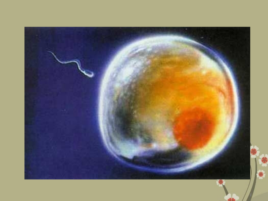 广州市白云区汇侨中学七年级生物上册《2.3.1动物体的结构层次》课件-新人教版.ppt_第1页