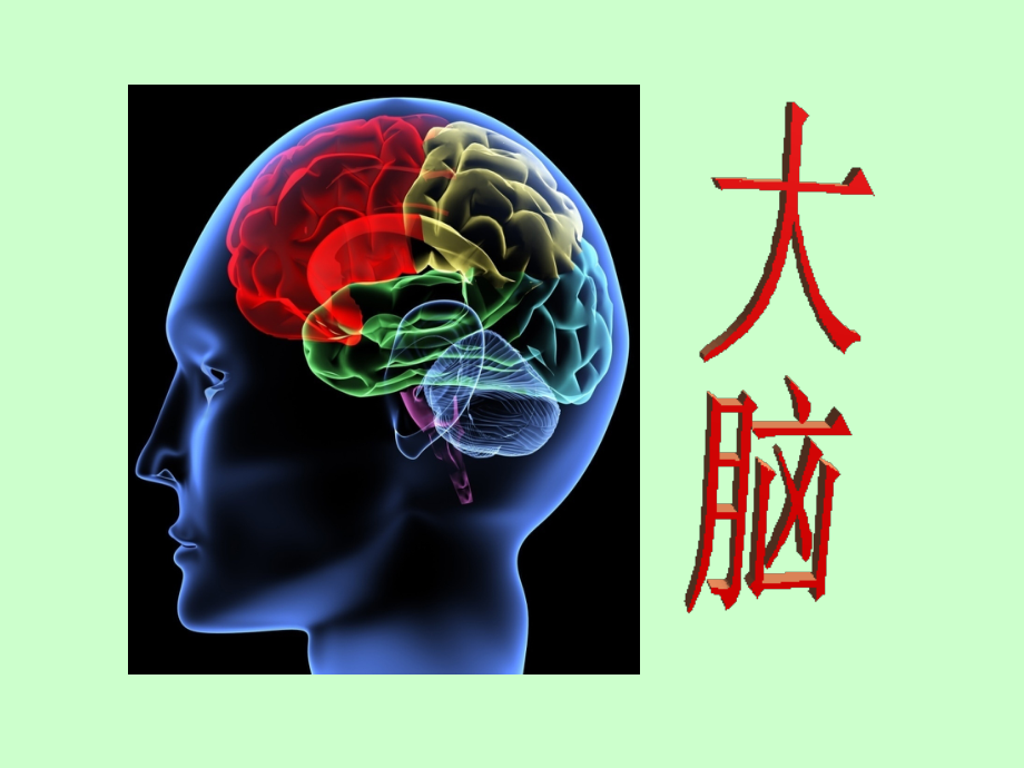 《大脑》课件PPT.ppt_第2页