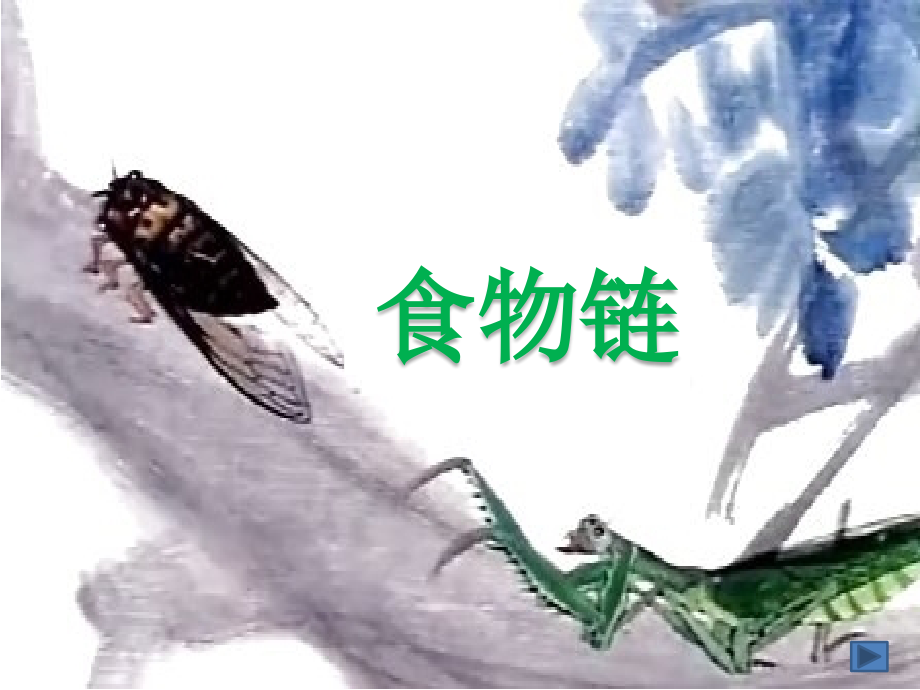 第1节食物链.pptx_第1页