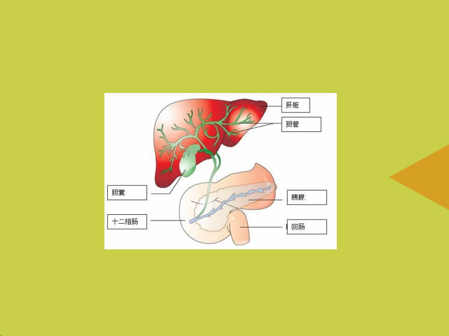 肝内胆管结石(1).ppt_第2页
