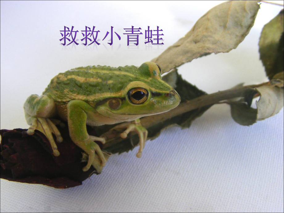 【素材】《保护动物》保护动物(北师大).ppt_第1页