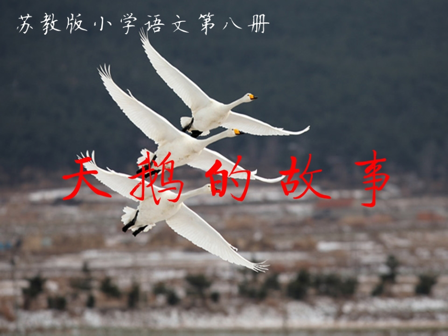 苏教版小学语文第八册《天鹅的故事》第二课时PPT.ppt_第1页