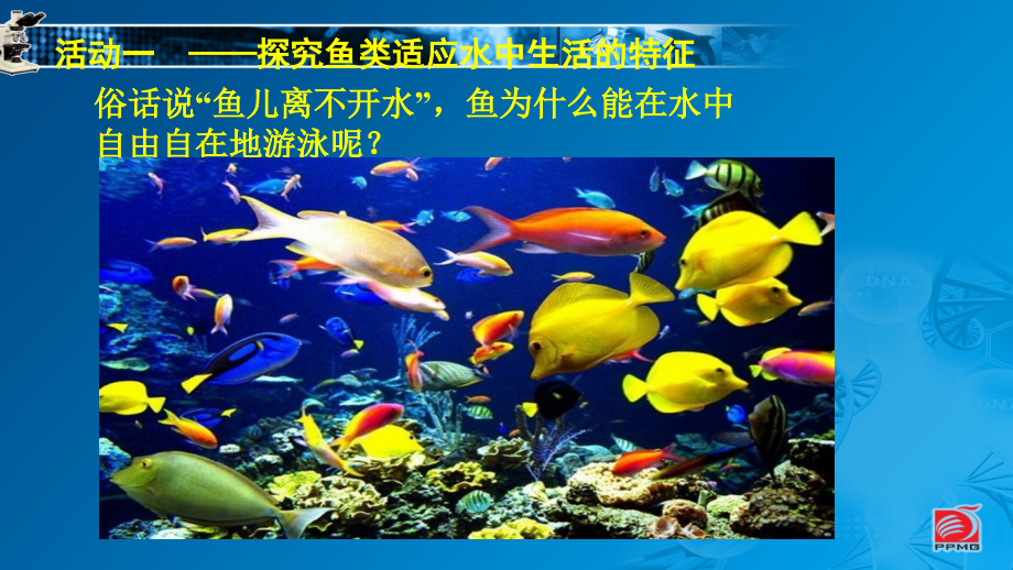 第节水中的动物.ppt_第2页
