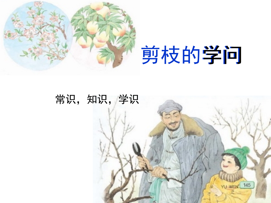 剪枝的学问.ppt_第1页