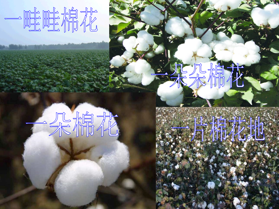 (部编)人教语文一年级下册《棉花姑娘》教学课件.ppt_第2页