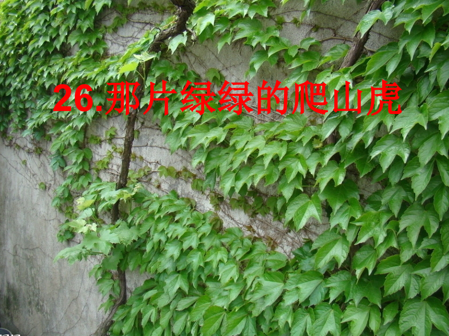 返岗运用---《那片绿绿的爬山虎》.ppt_第1页
