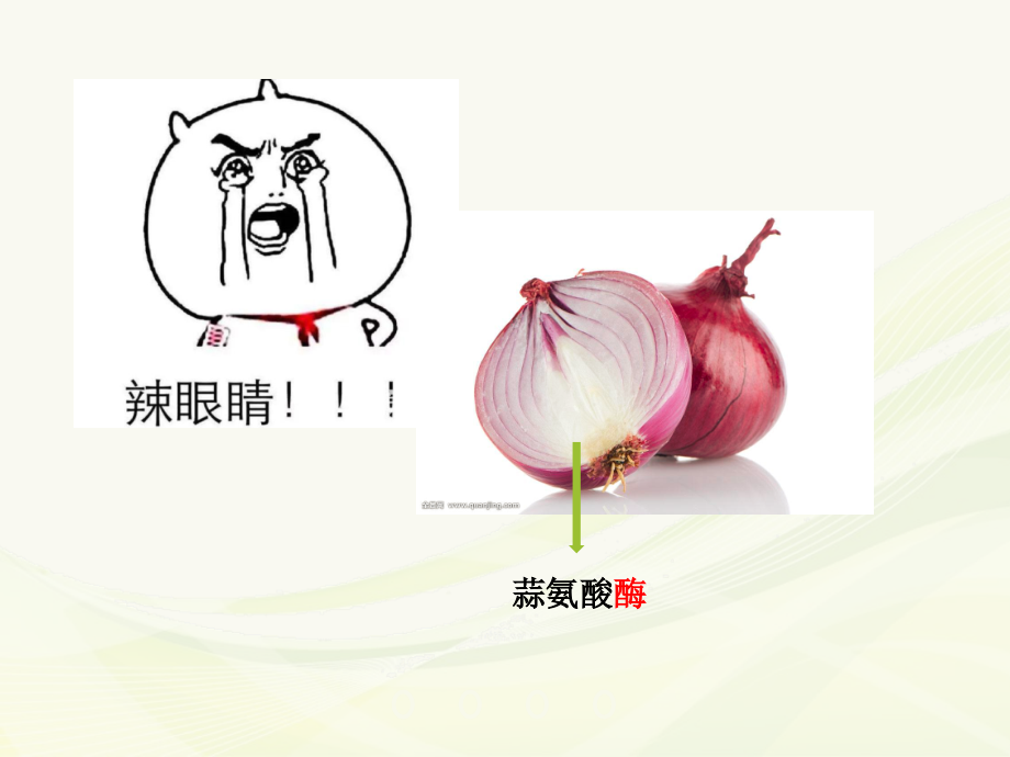 酶与酶促反应-(2).pptx_第2页