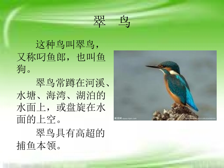小学语文翠鸟课件.ppt_第2页