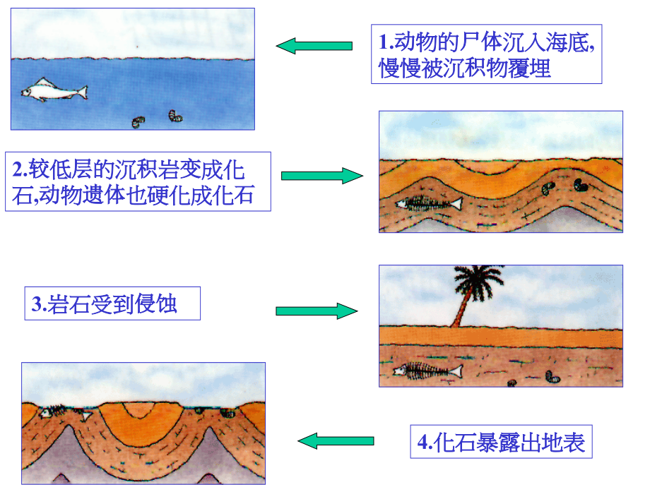 化石吟-课件5.ppt_第2页