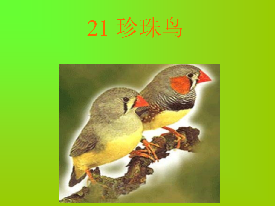 转载《珍珠鸟》课件PPT.ppt_第1页