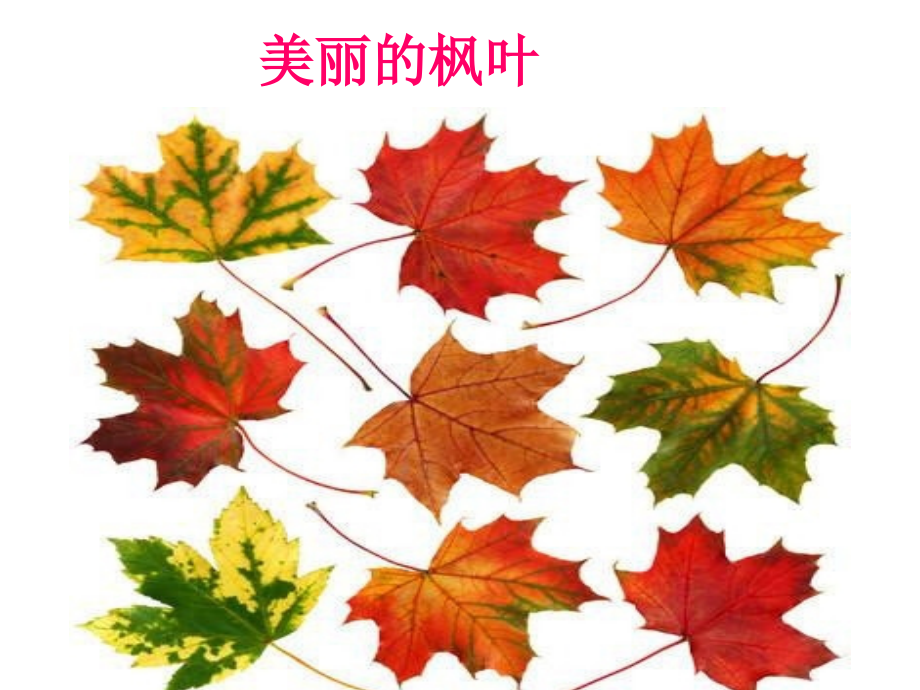 美丽的枫叶.ppt_第1页