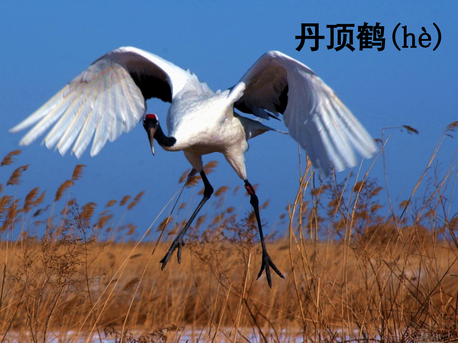 小学数学人教三年级三位数的加法(不连续进位加).ppt_第2页