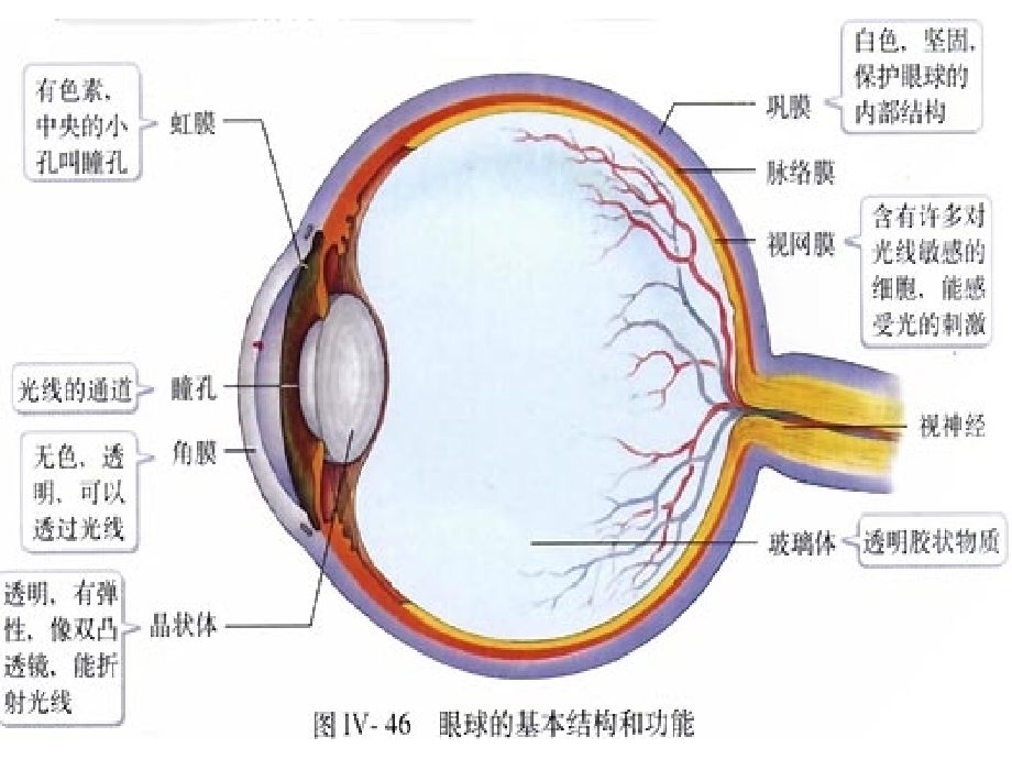 生物：第6章人体生命活动的调节.ppt_第2页
