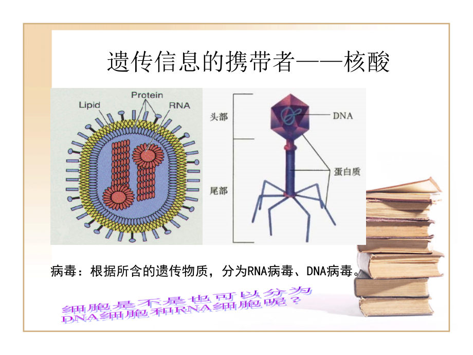 传信息的携带者——核酸.ppt_第1页