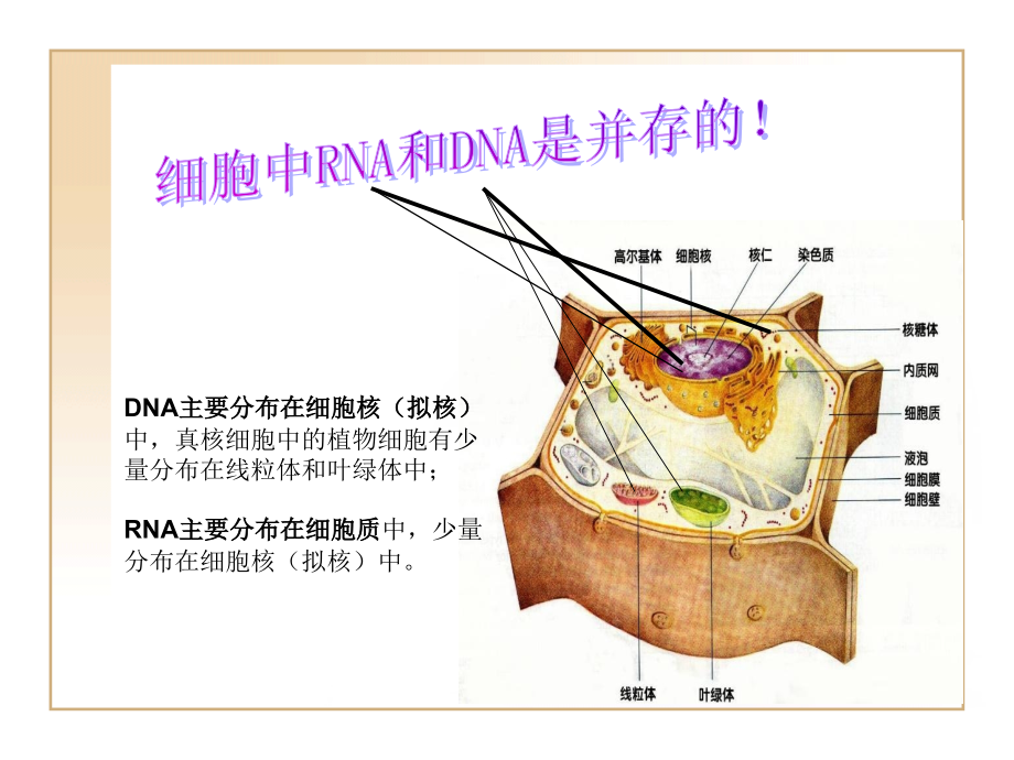 传信息的携带者——核酸.ppt_第2页