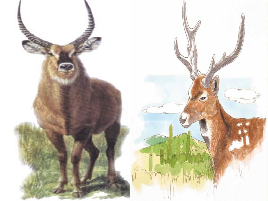 斑羚飞渡pp.ppt_第2页