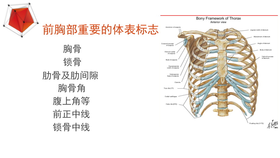 肺部异常叩诊听诊音.pptx_第2页