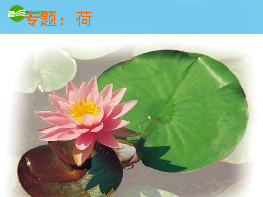 七年级语文下册《专题：荷》优秀实用课件 苏教版.ppt_第1页