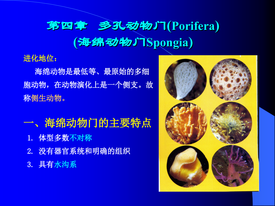 第四章 多孔动物门.ppt_第1页