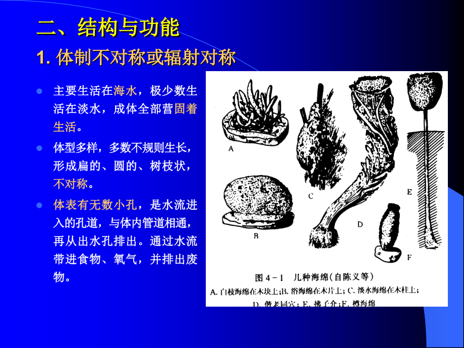 第四章 多孔动物门.ppt_第2页