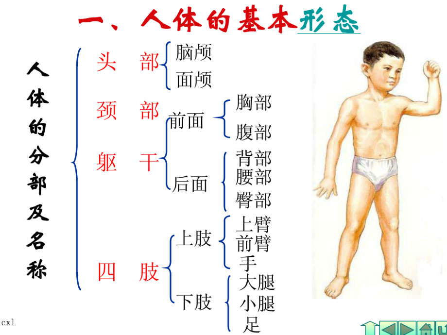 幼儿卫生保健——人体基本结构.ppt_第1页