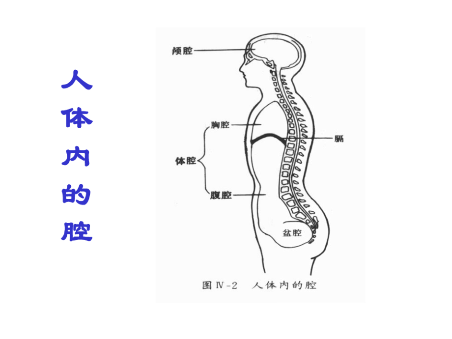 幼儿卫生保健——人体基本结构.ppt_第2页
