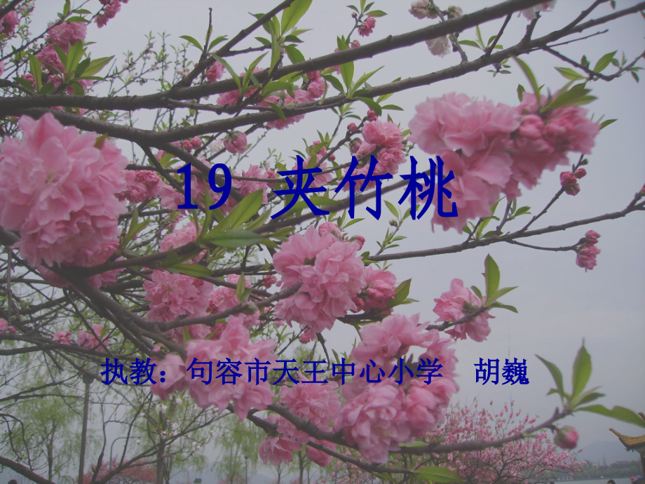 夹竹桃(5.3).ppt_第1页