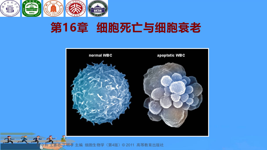 细胞死亡与细胞衰老.pptx_第1页