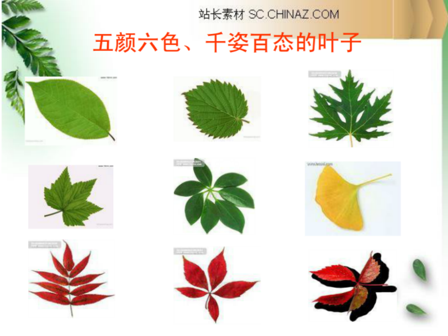 树叶粘贴画.pptx_第2页