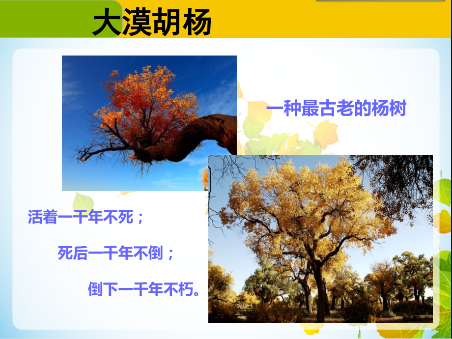 最可爱的兵团人.ppt_第2页