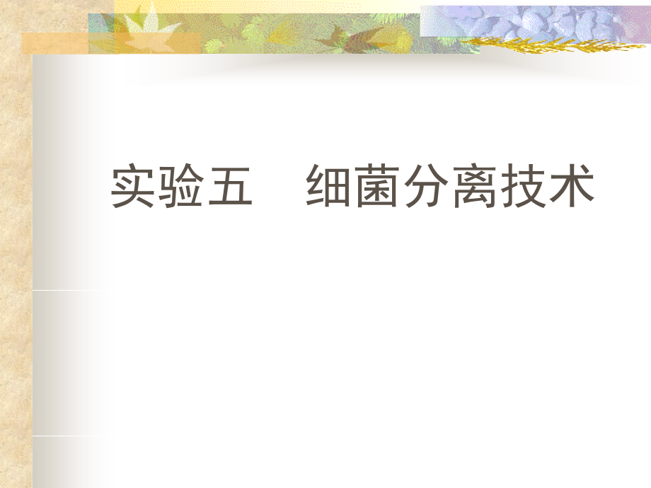 食品微生物实验-微生物分离公开课课件.ppt_第1页