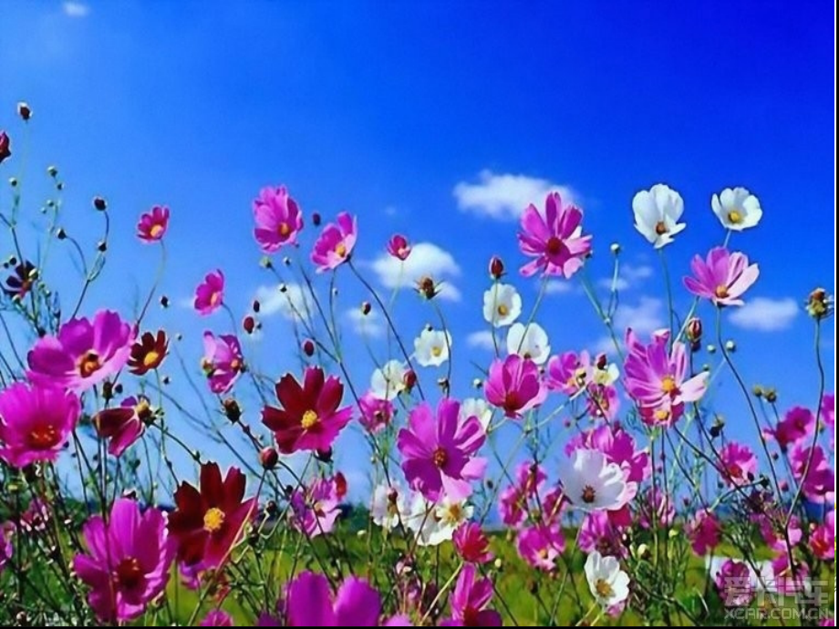 第17课-会爬的玩具.pptx_第2页