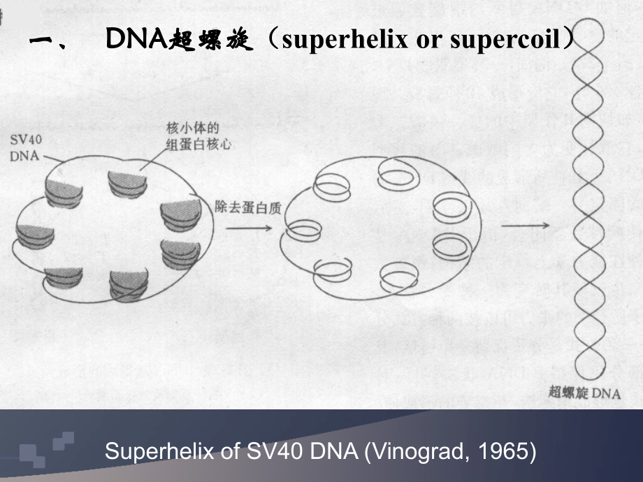 DNA超螺旋、基因组、染色体.ppt_第2页