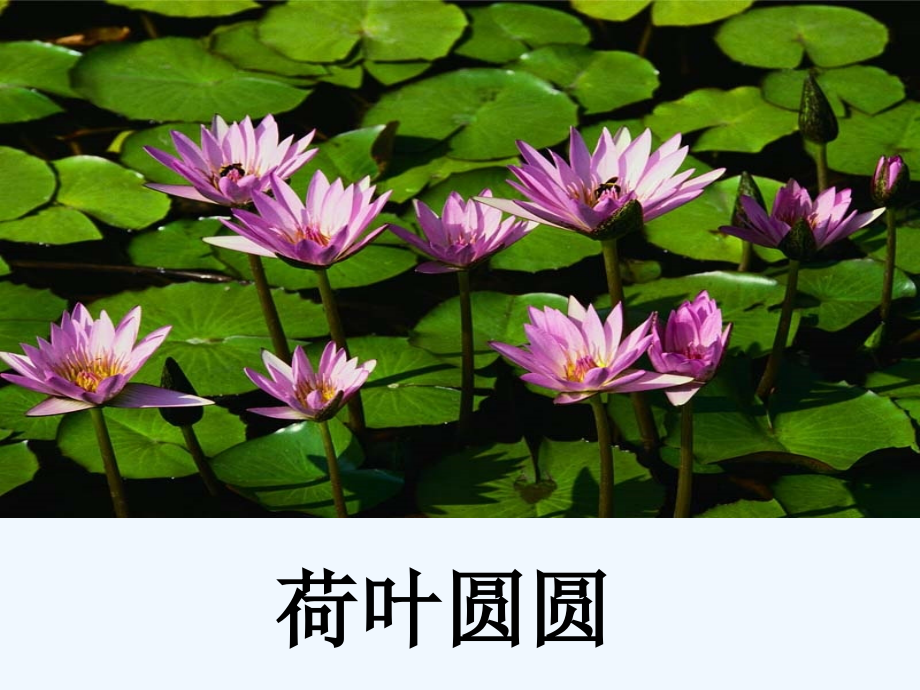 (部编)人教语文一年级下册《何叶圆圆》.ppt_第1页