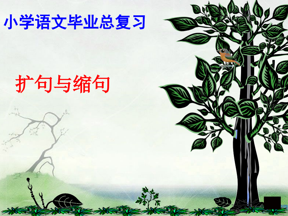 小学高年级缩句、扩句.ppt_第1页